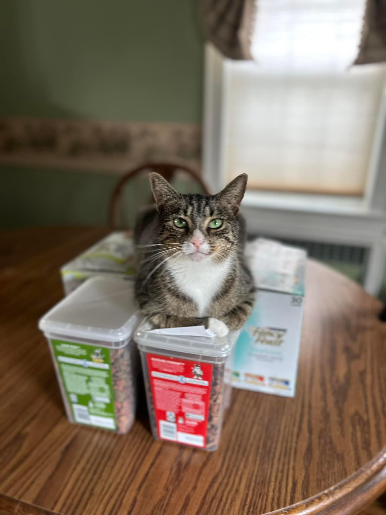 Enlarge Ellie, a Adoptable mixed breed in Newark, NJ image 3/6