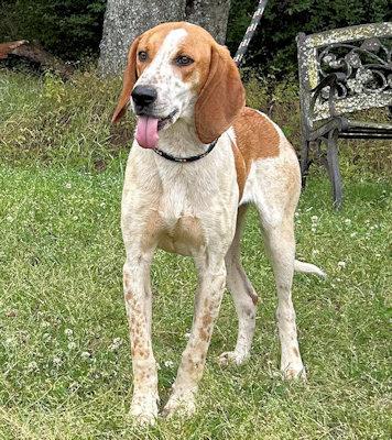 Enlarge Jackson (GA), a ADOPTABLE English Coonhound in Leawood, KS image 2/2