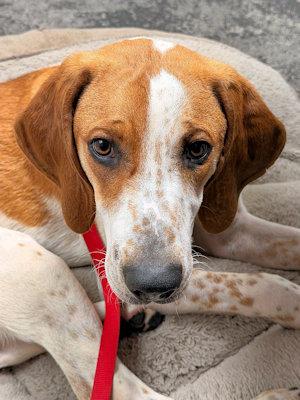 Enlarge Jackson (GA), a ADOPTABLE English Coonhound in Leawood, KS image 1/2