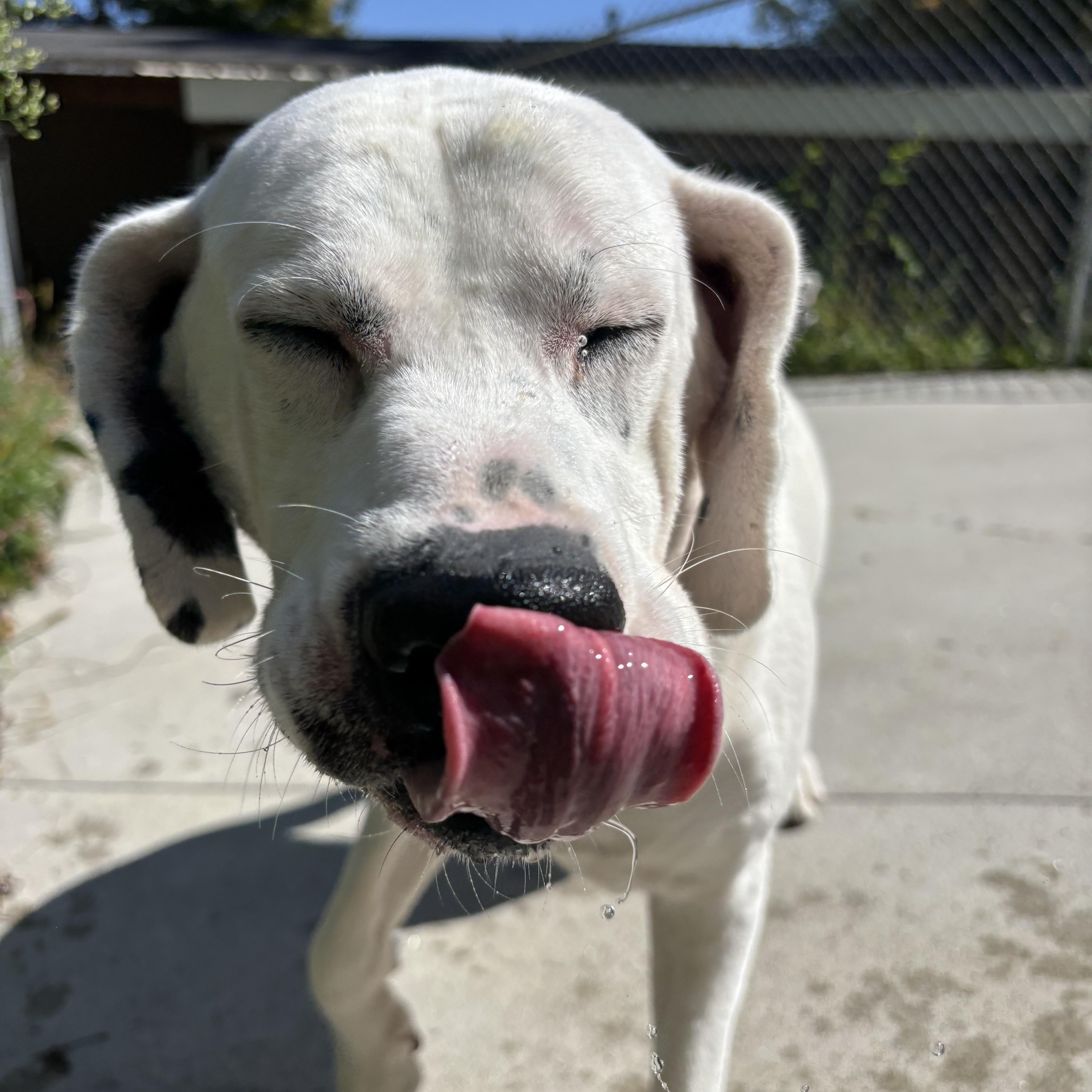 Sam, Adoptable, Adult Male Labrador Retriever & Hound.