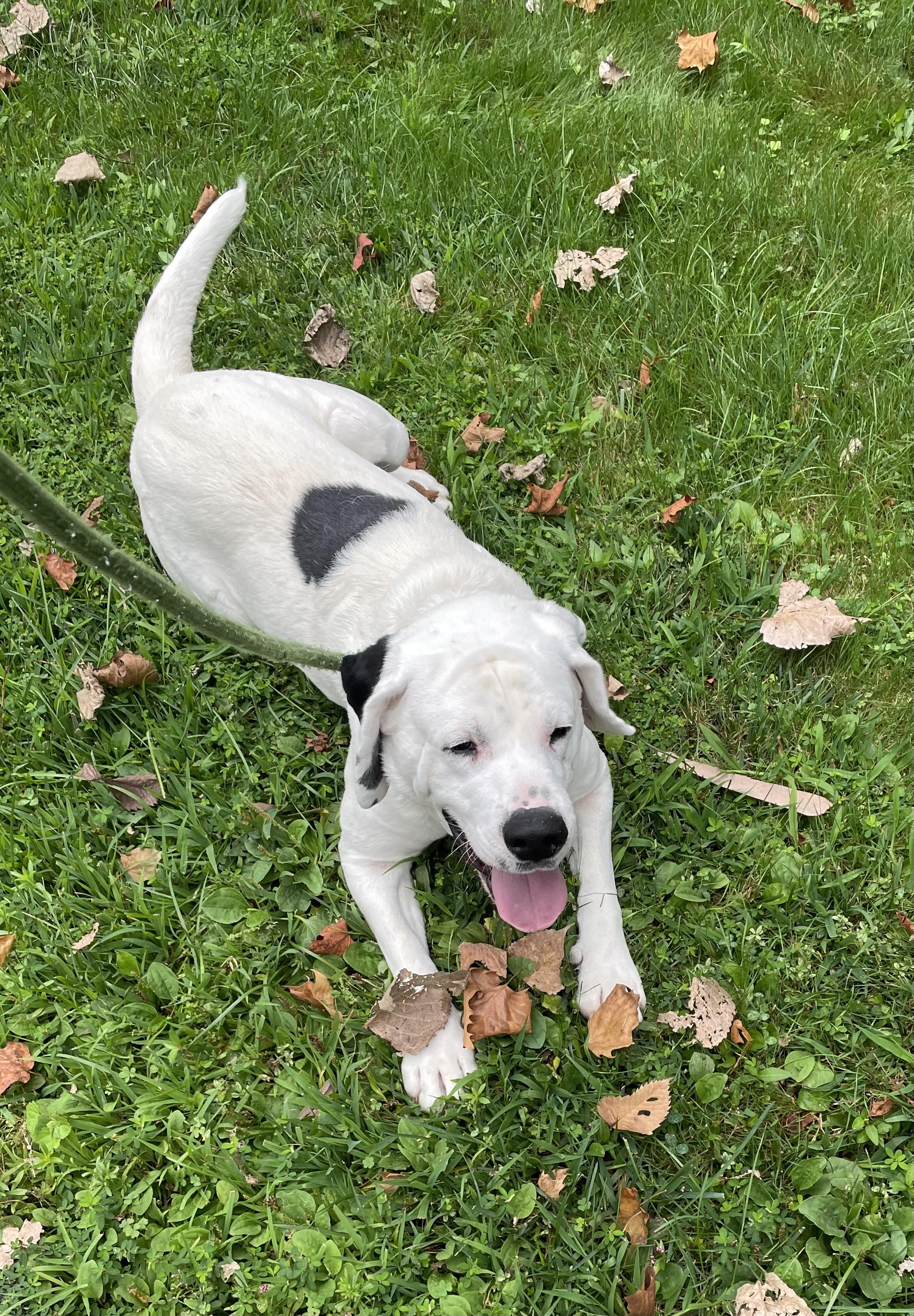 Sam, a Adoptable mixed breed in Southbury, CT image 2/4