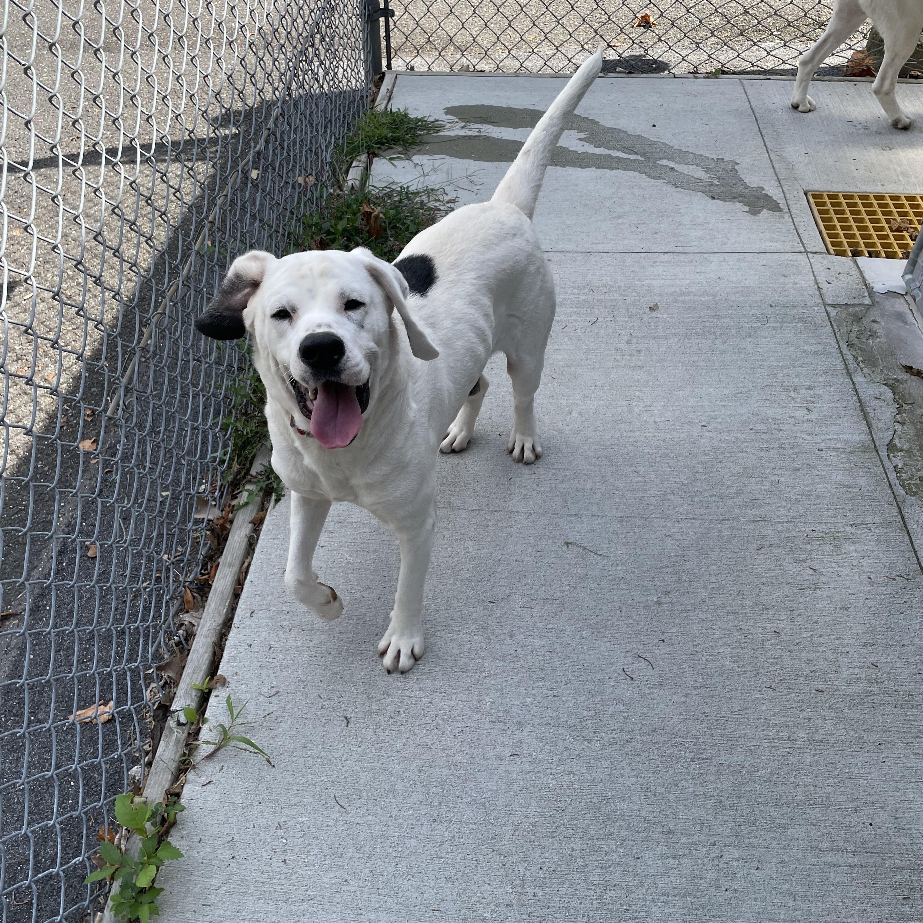 Sam, a Adoptable mixed breed in Southbury, CT image 3/4