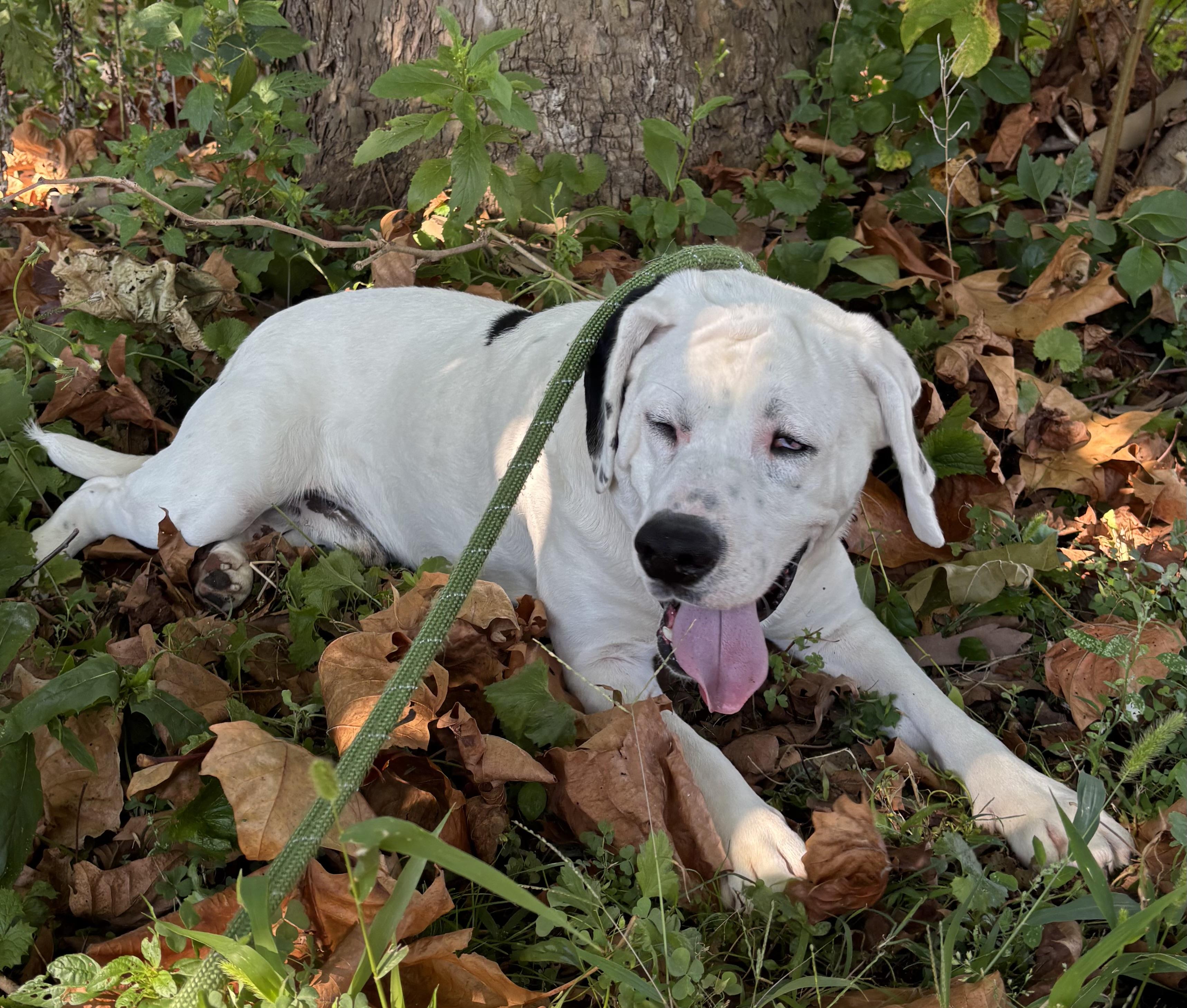 Sam, a Adoptable mixed breed in Southbury, CT image 4/4