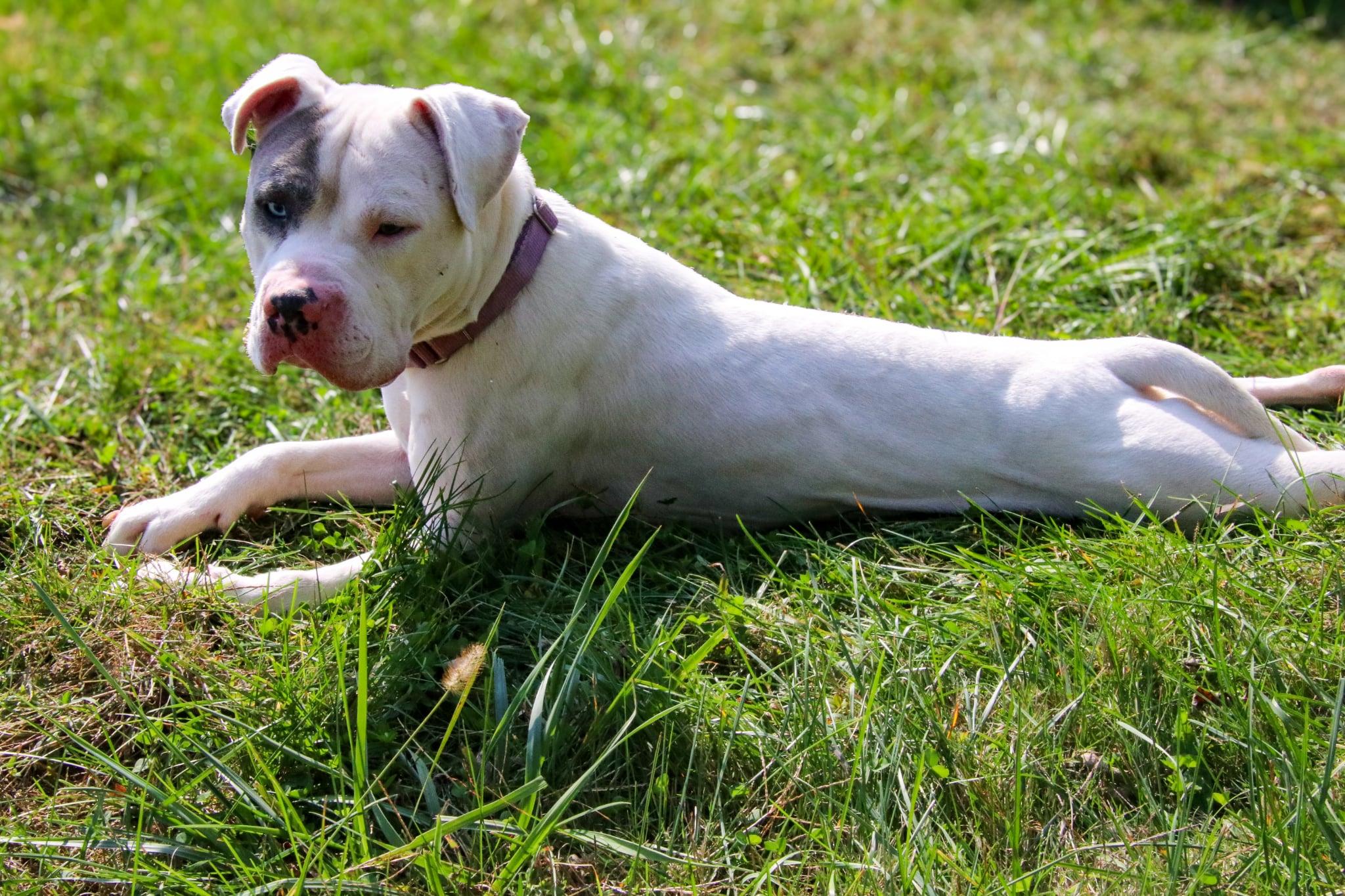 Mulligan thumbnail 2