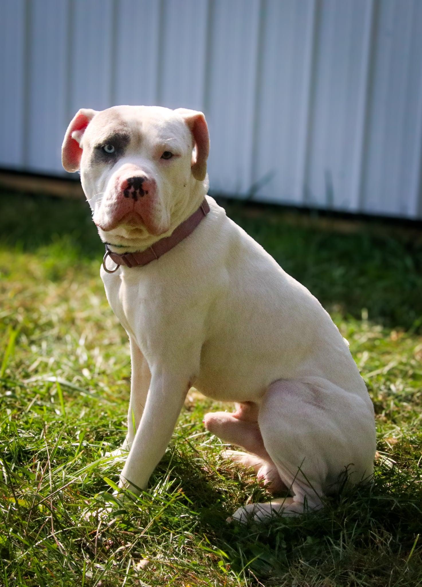 Mulligan thumbnail 3