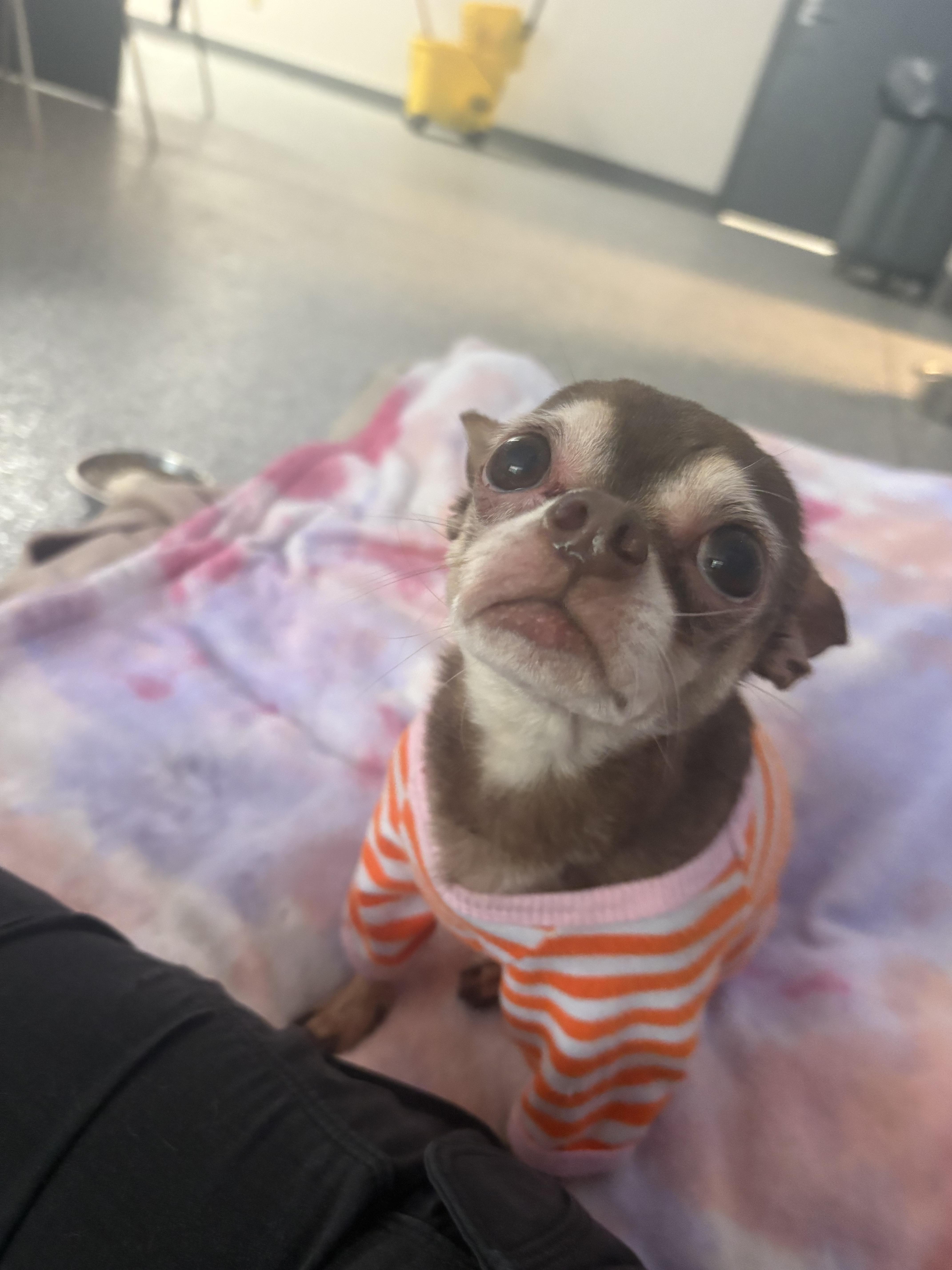 Tom, ADOPTABLE, Adult Male Chihuahua.