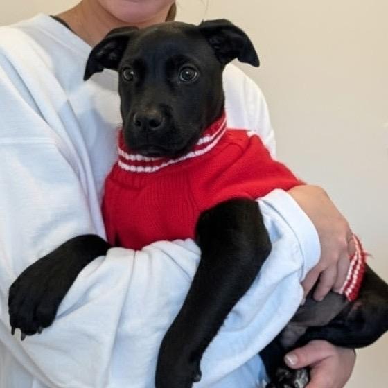 Hector, Adoptable, Puppy Male Labrador Retriever & Pit Bull Terrier.