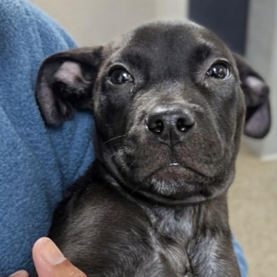 Hector, a Adoptable mixed breed in Griswold, CT image 1/6