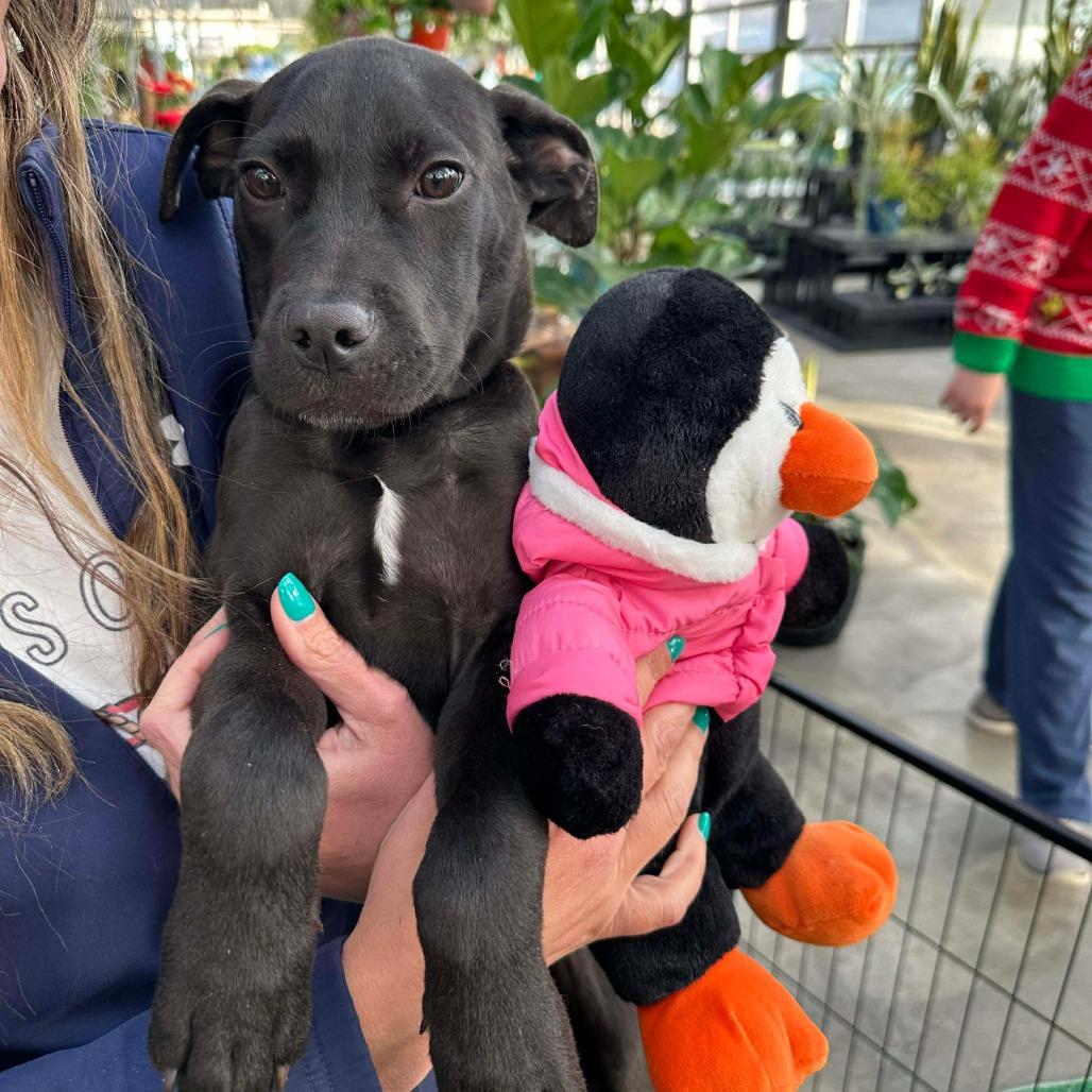 Hector, a Adoptable mixed breed in Griswold, CT image 2/6