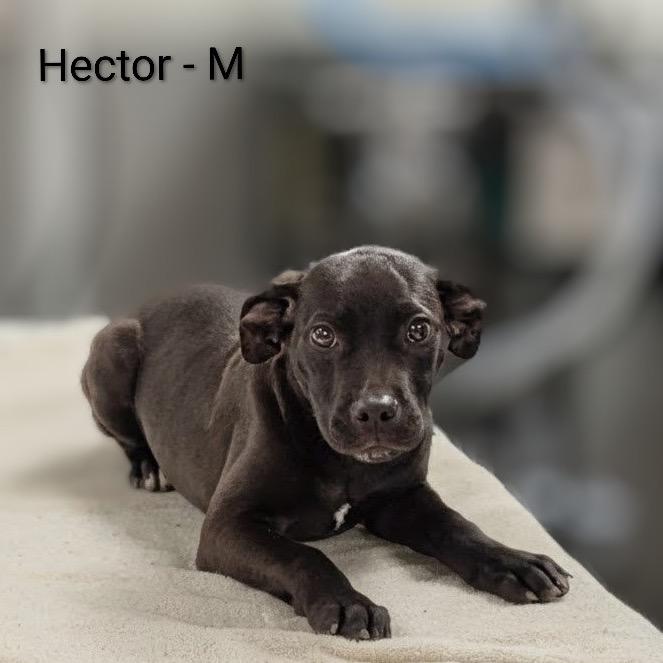 Hector, a Adoptable mixed breed in Griswold, CT image 3/6