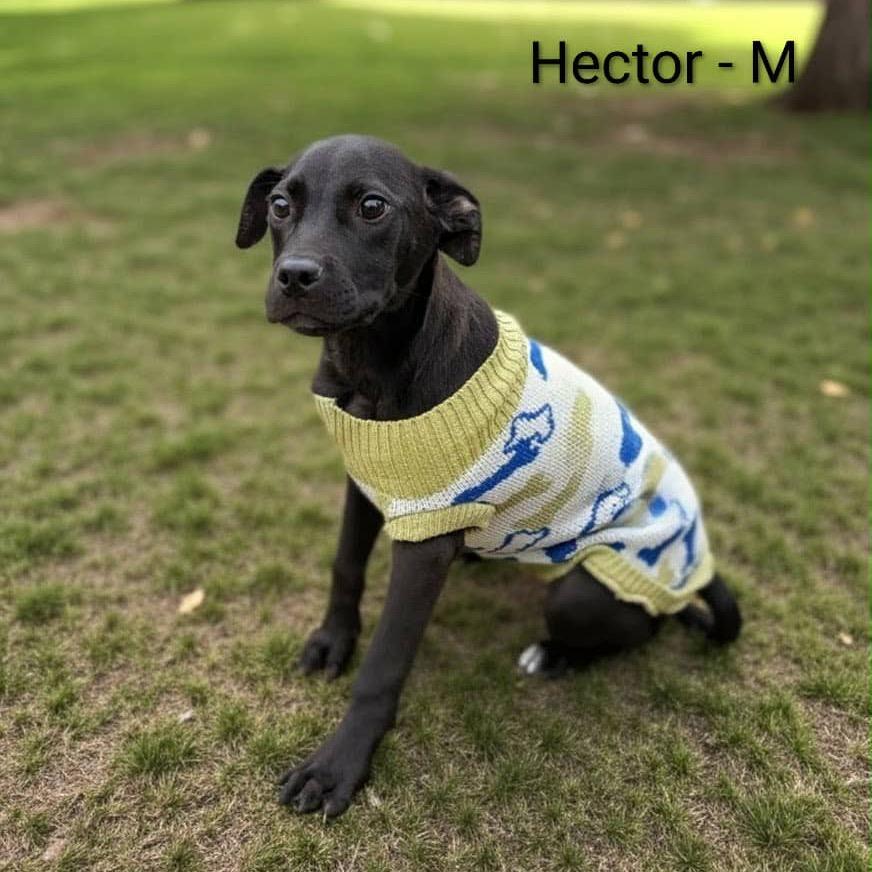 Hector, a Adoptable mixed breed in Griswold, CT image 4/6