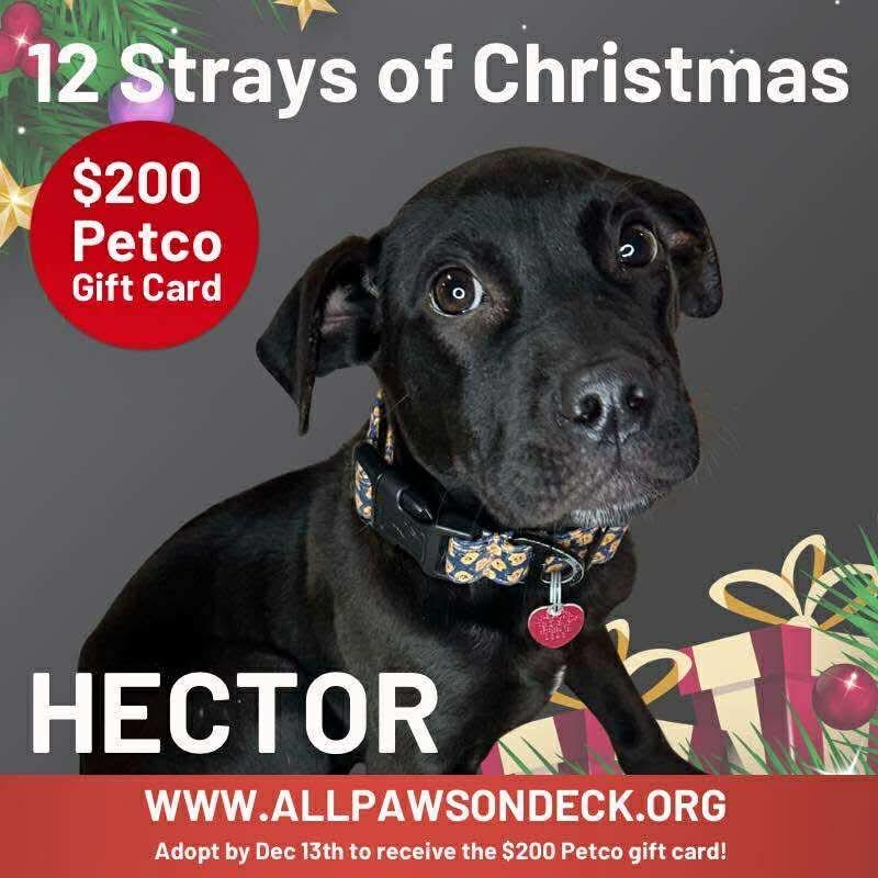 Hector, a Adoptable mixed breed in Griswold, CT image 6/6