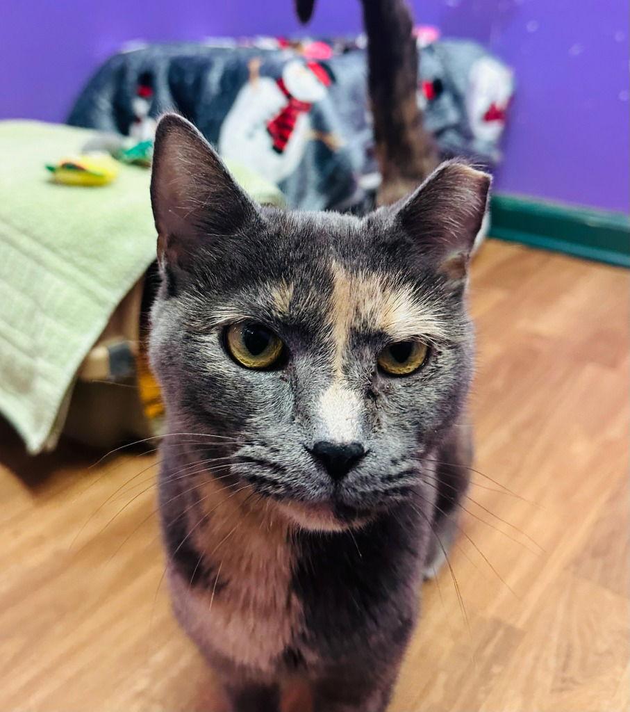 Enlarge Mary, a Adoptable Tortoiseshell in Lovingston, VA image 1/3