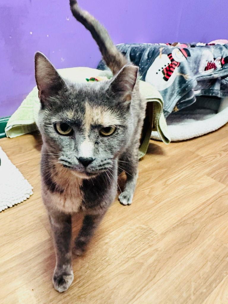 Mary, Adoptable, Senior Female Tortoiseshell.