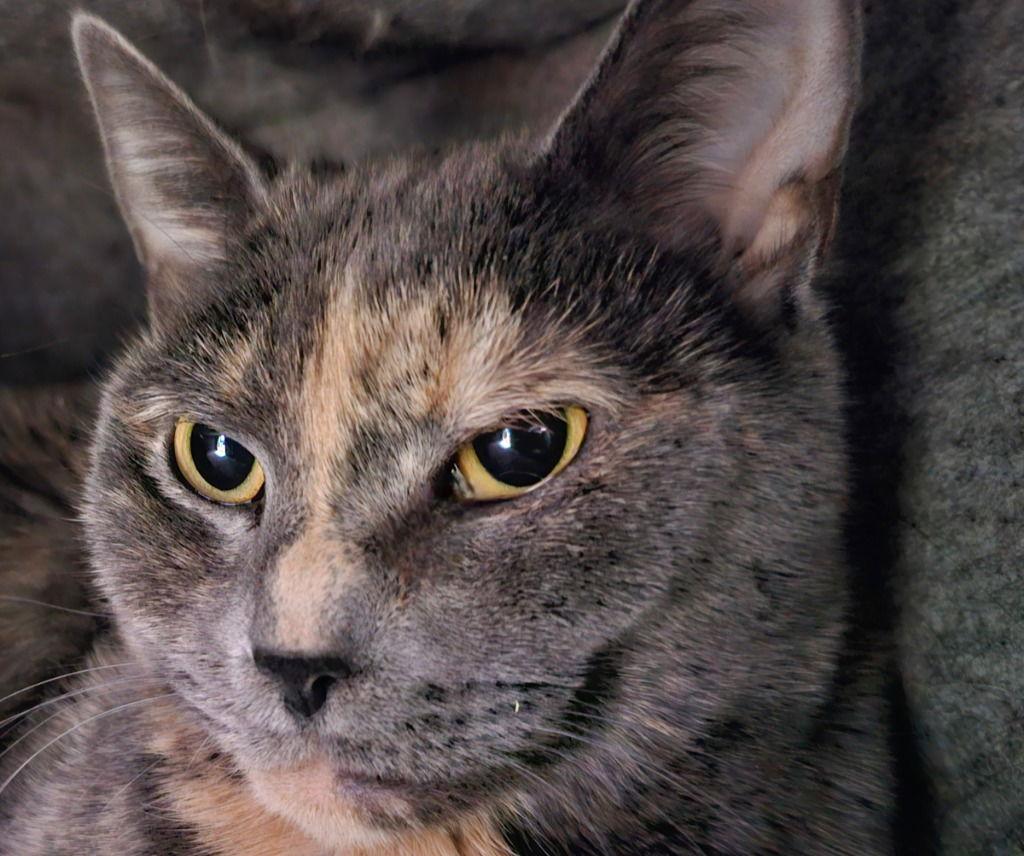 Mary, Adoptable, Senior Female Tortoiseshell.