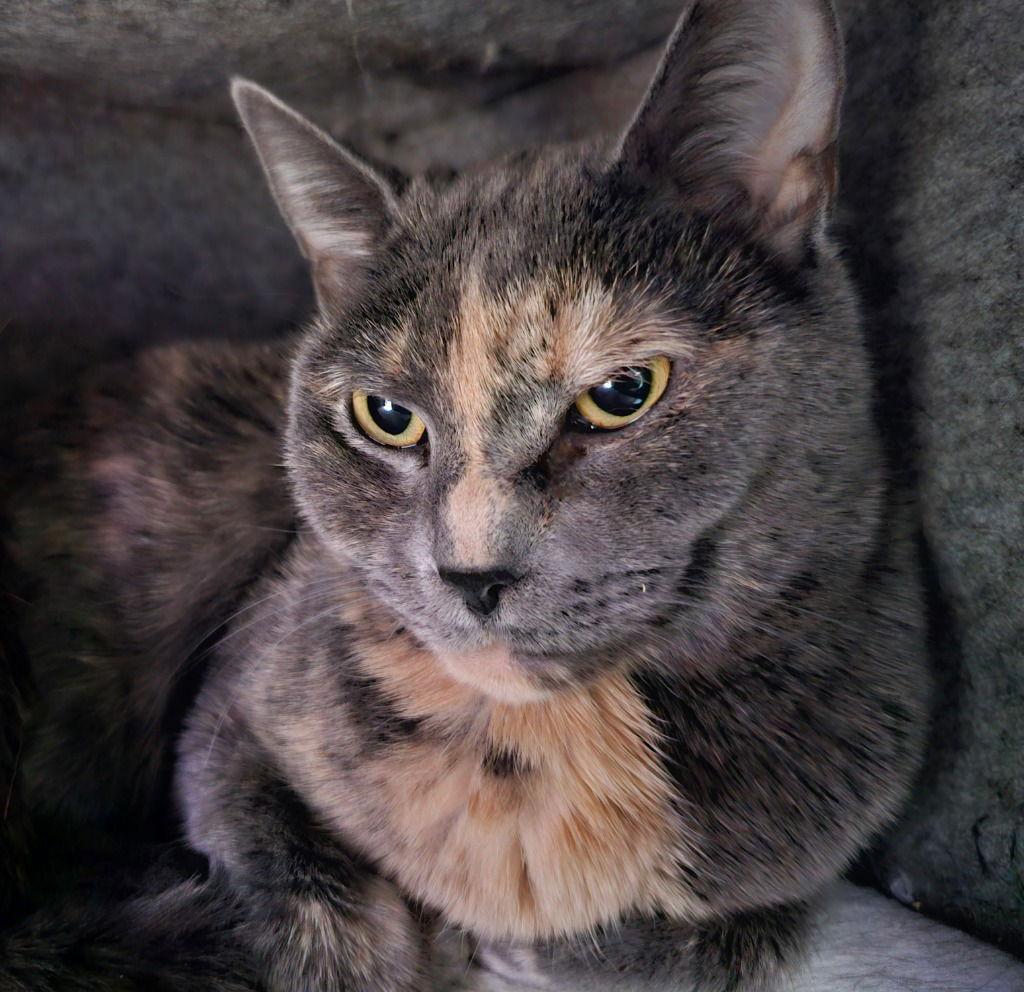 Mary, a Adoptable Tortoiseshell in Lovingston, VA image 2/3