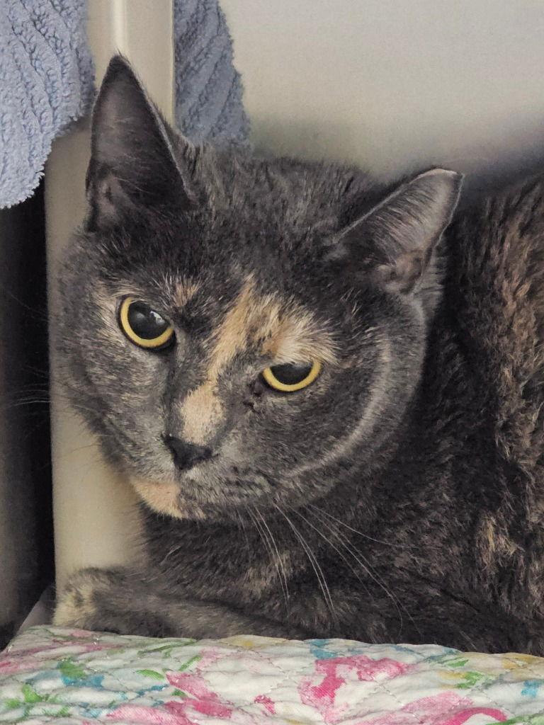 Mary, a Adoptable Tortoiseshell in Lovingston, VA image 3/3