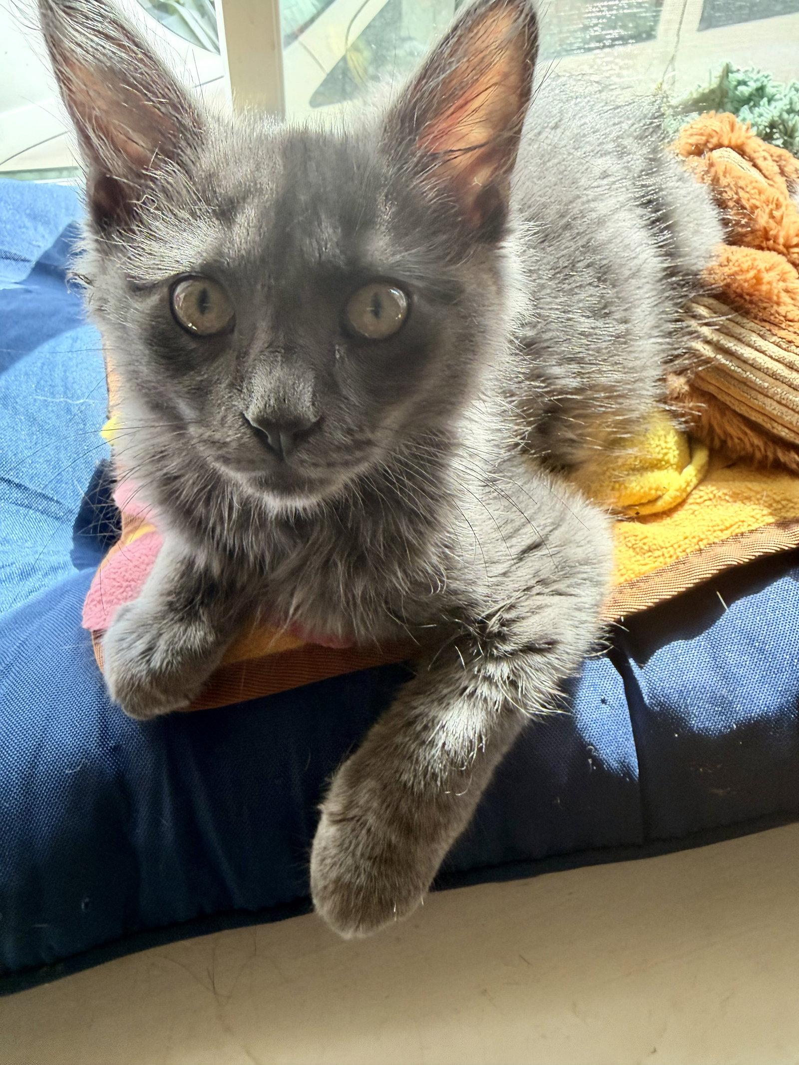 Enlarge PARSNIP - Foodie Litter (and siblings), a Adopted Domestic Medium Hair in Hillsboro, OR image 1/1