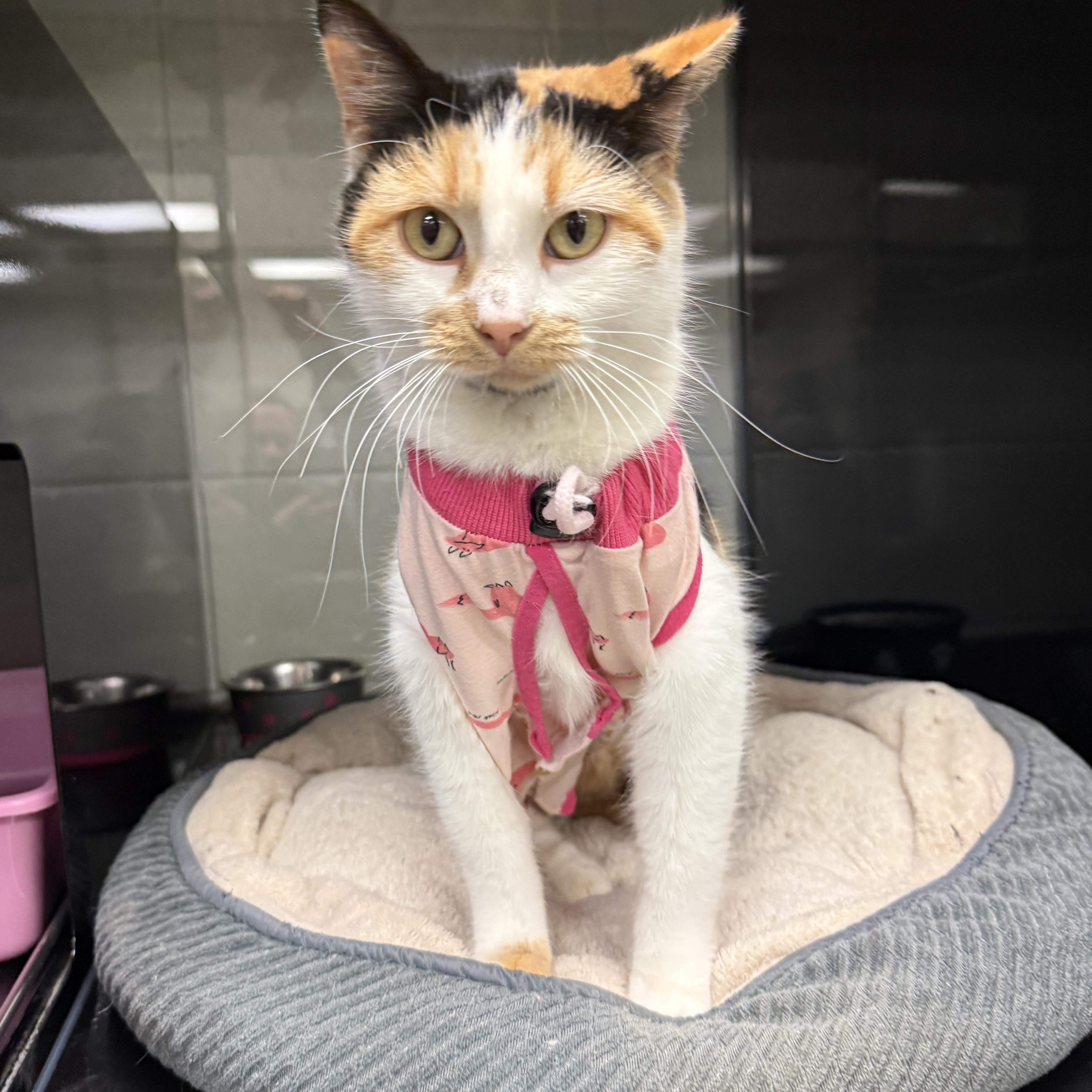 Enlarge Mika, a ADOPTABLE Domestic Short Hair in Kearney, NE image 1/1