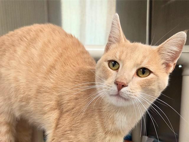 CRYSTAL LIGHT, Adoptable, Young Male Domestic Short Hair.