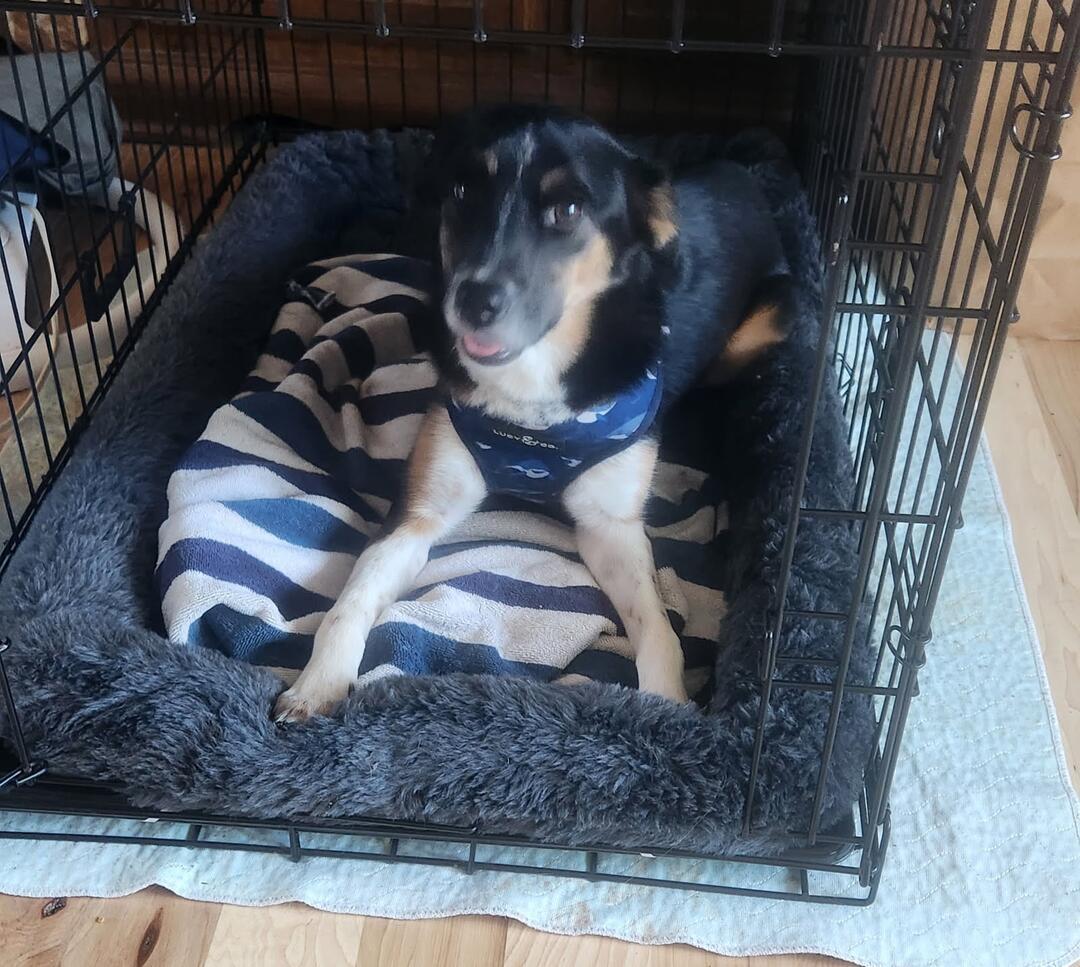 Muriel, an adoptable German Shepherd Dog, Terrier in White Bear Lake, MN, 55110 | Photo Image 3