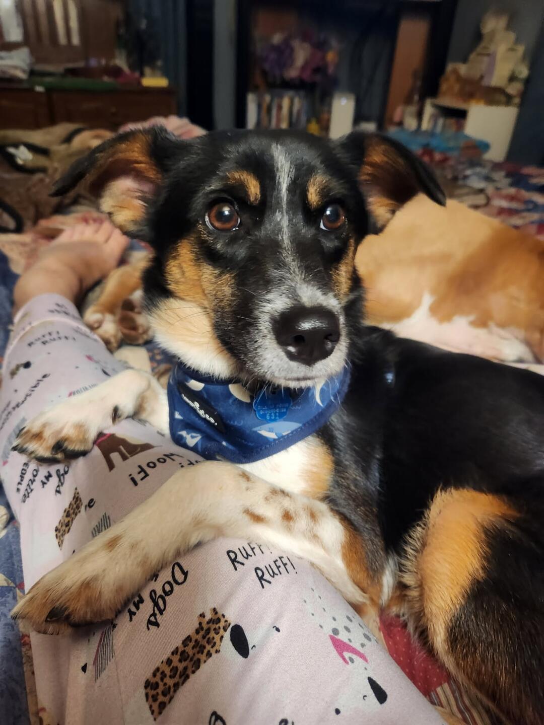 Muriel, an adoptable German Shepherd Dog, Terrier in White Bear Lake, MN, 55110 | Photo Image 2