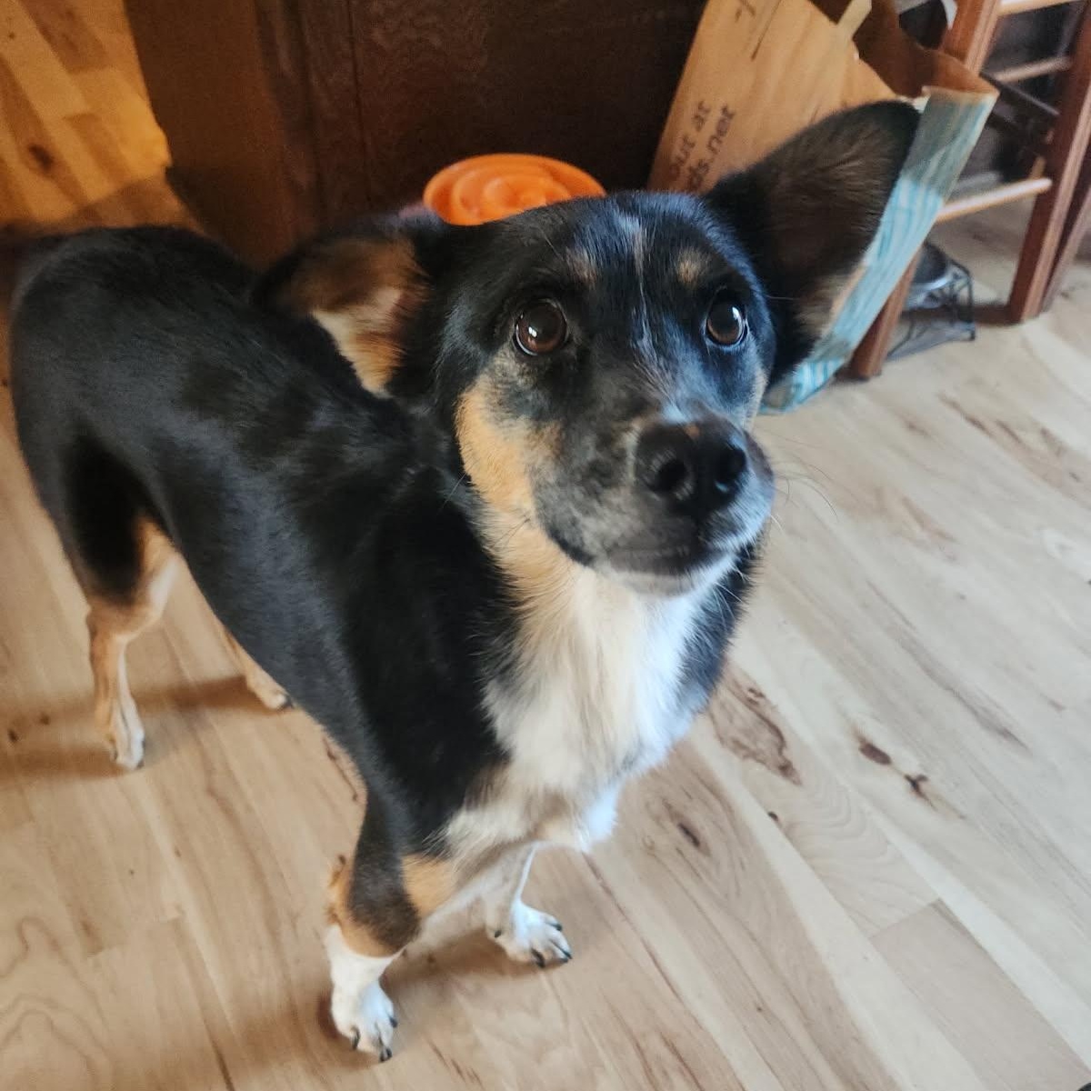 Muriel, an adoptable German Shepherd Dog, Terrier in White Bear Lake, MN, 55110 | Photo Image 1