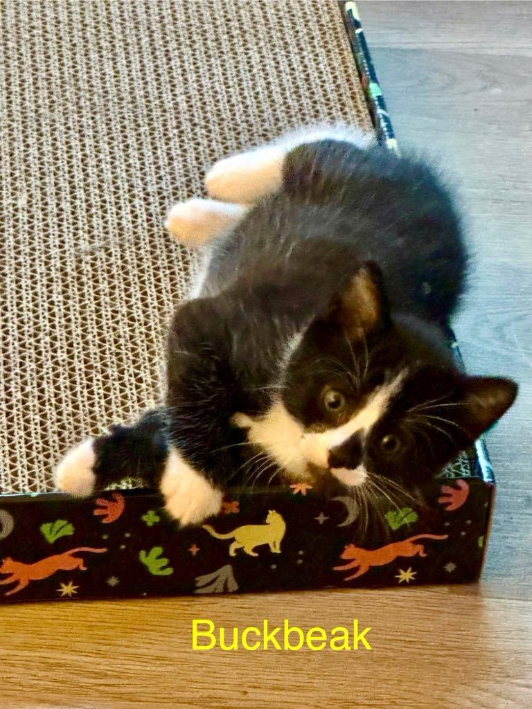 Buckbeat, Baby Male Domestic Short Hair