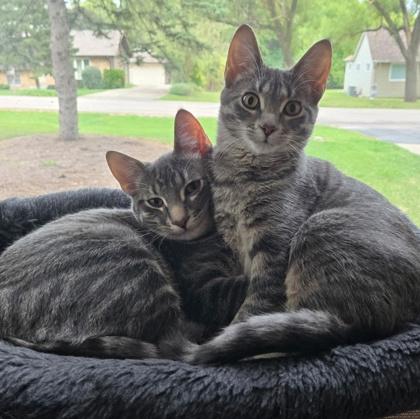 Ivy, Adoptable, Kitten Female Domestic Short Hair & Domestic Short Hair.