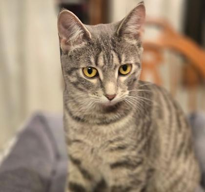 Enlarge Ivy, a Adoptable Domestic Short Hair in Elk Grove Village, IL image 1/2