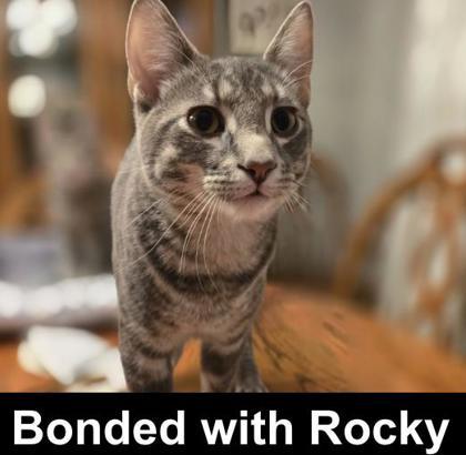 Enlarge Ivy, a Adoptable Domestic Short Hair in Elk Grove Village, IL image 3/4