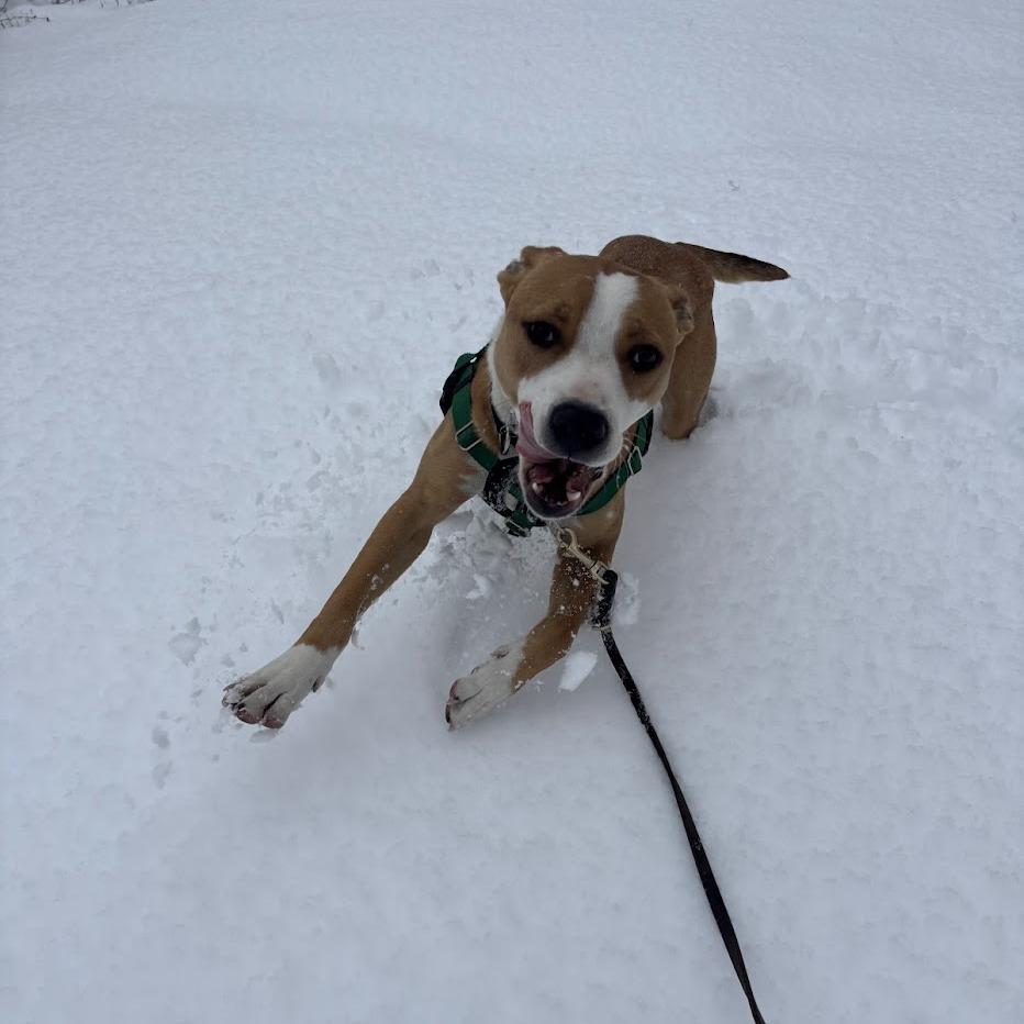 Enlarge Buzz Lightyear, a Adoptable Mixed Breed in Bangall, NY image 3/6