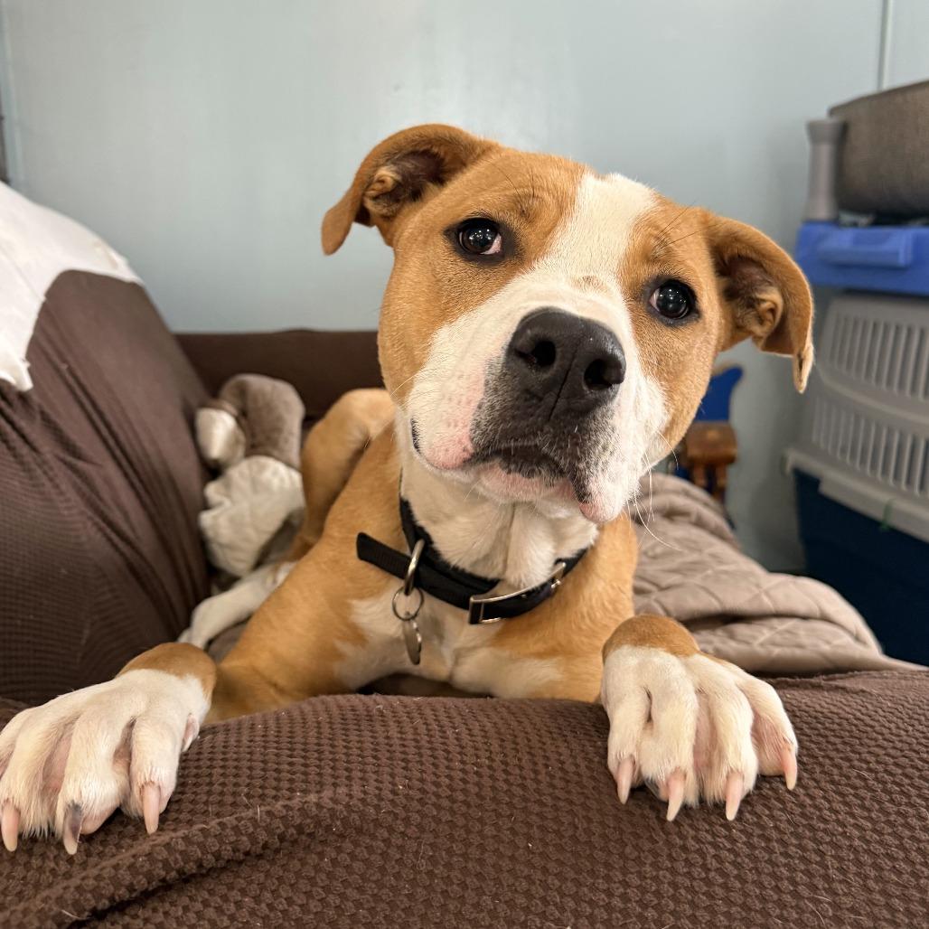 Enlarge Buzz Lightyear, a Adoptable Mixed Breed in Bangall, NY image 4/6