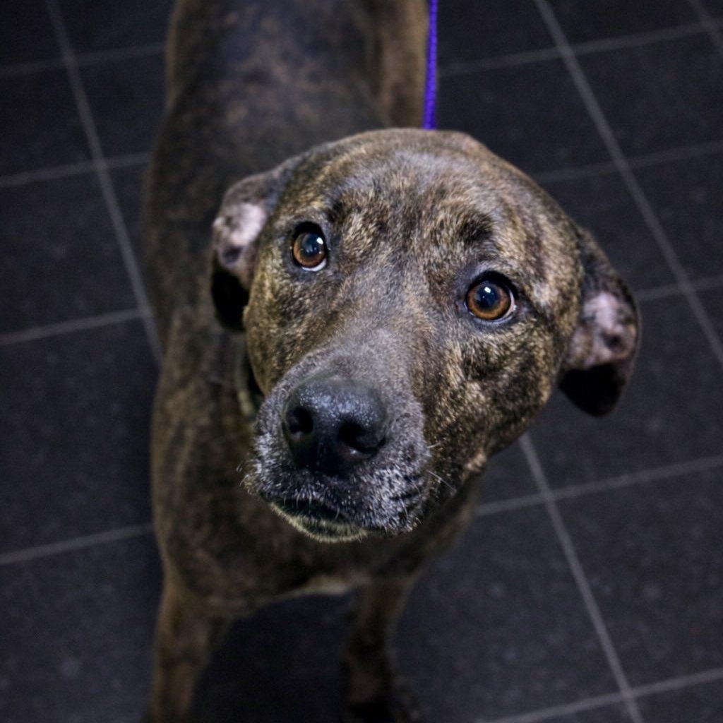 Enlarge Vader, an adopted mixed breed in Battle Creek, MI image 1/1