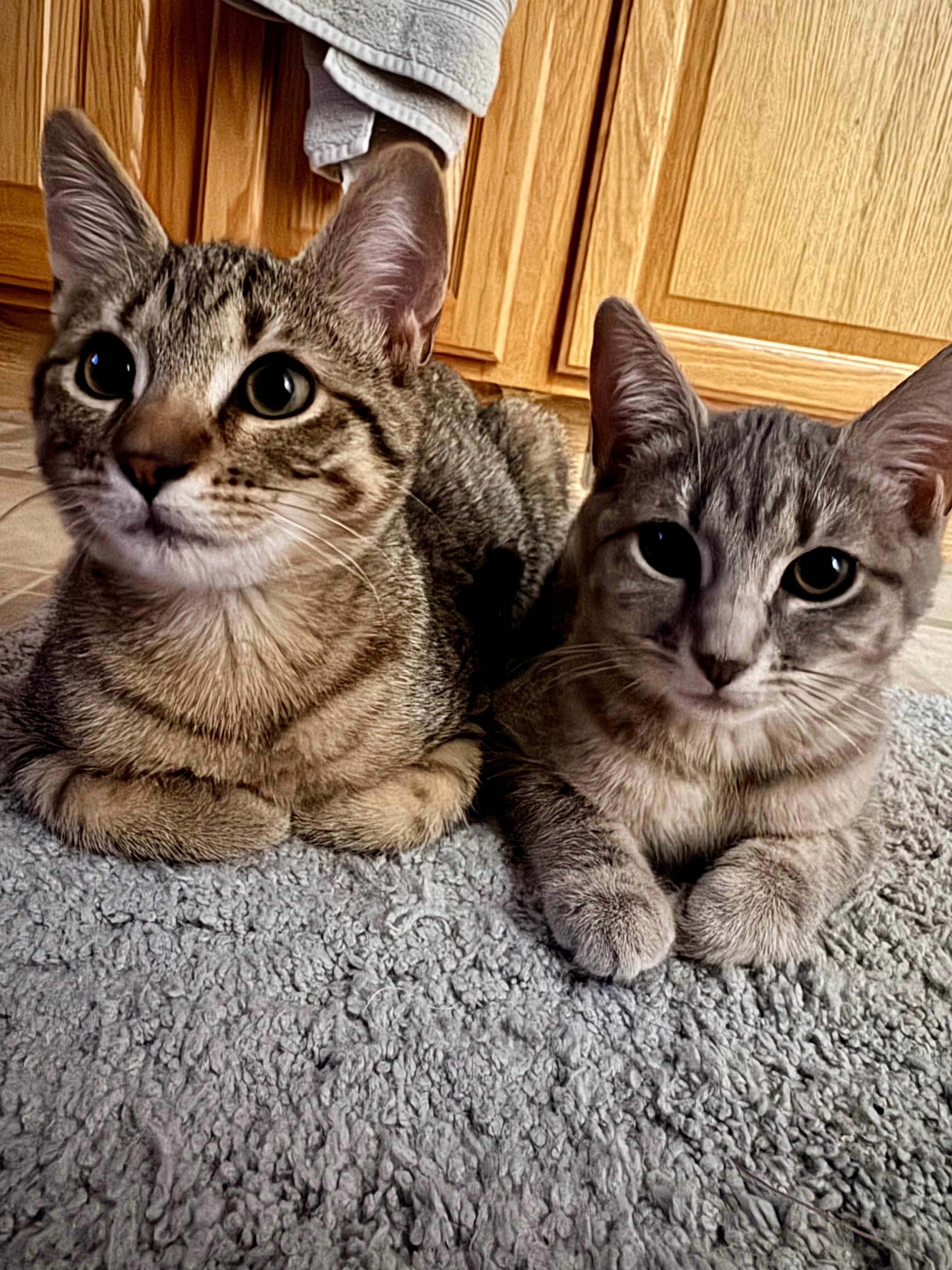 Enlarge Honey and Spice, a Adopted Domestic Short Hair in Winchester, VA image 1/1