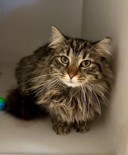 Penn, ADOPTABLE, Young Male Domestic Long Hair.