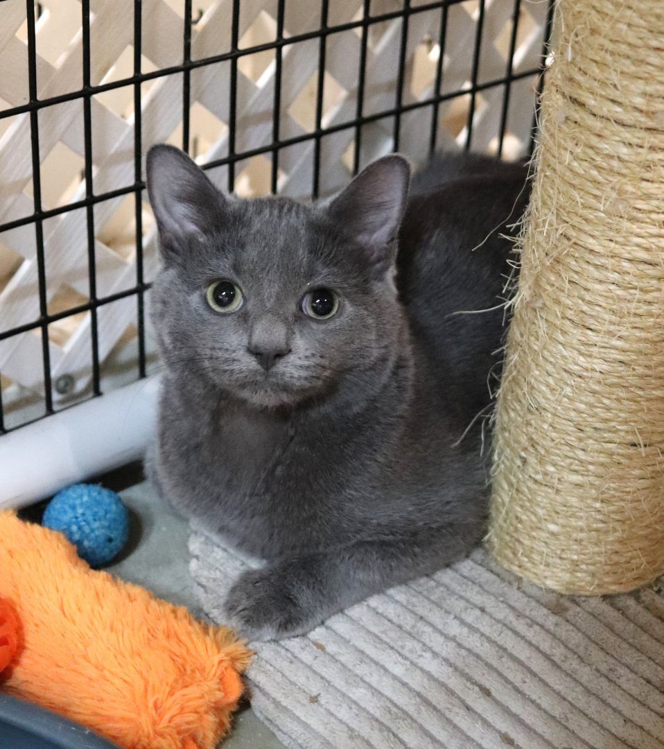 Enlarge Geod, a Adopted Domestic Short Hair in Boiling Springs, PA image 1/3