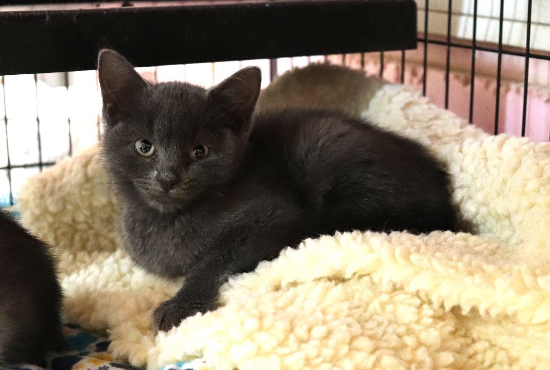 Enlarge Geod, a Adopted Domestic Short Hair in Boiling Springs, PA image 2/3