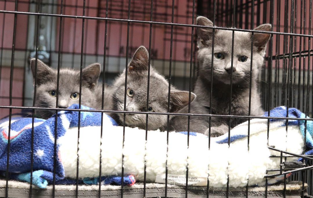 Enlarge Geod, a Adopted Domestic Short Hair in Boiling Springs, PA image 3/3