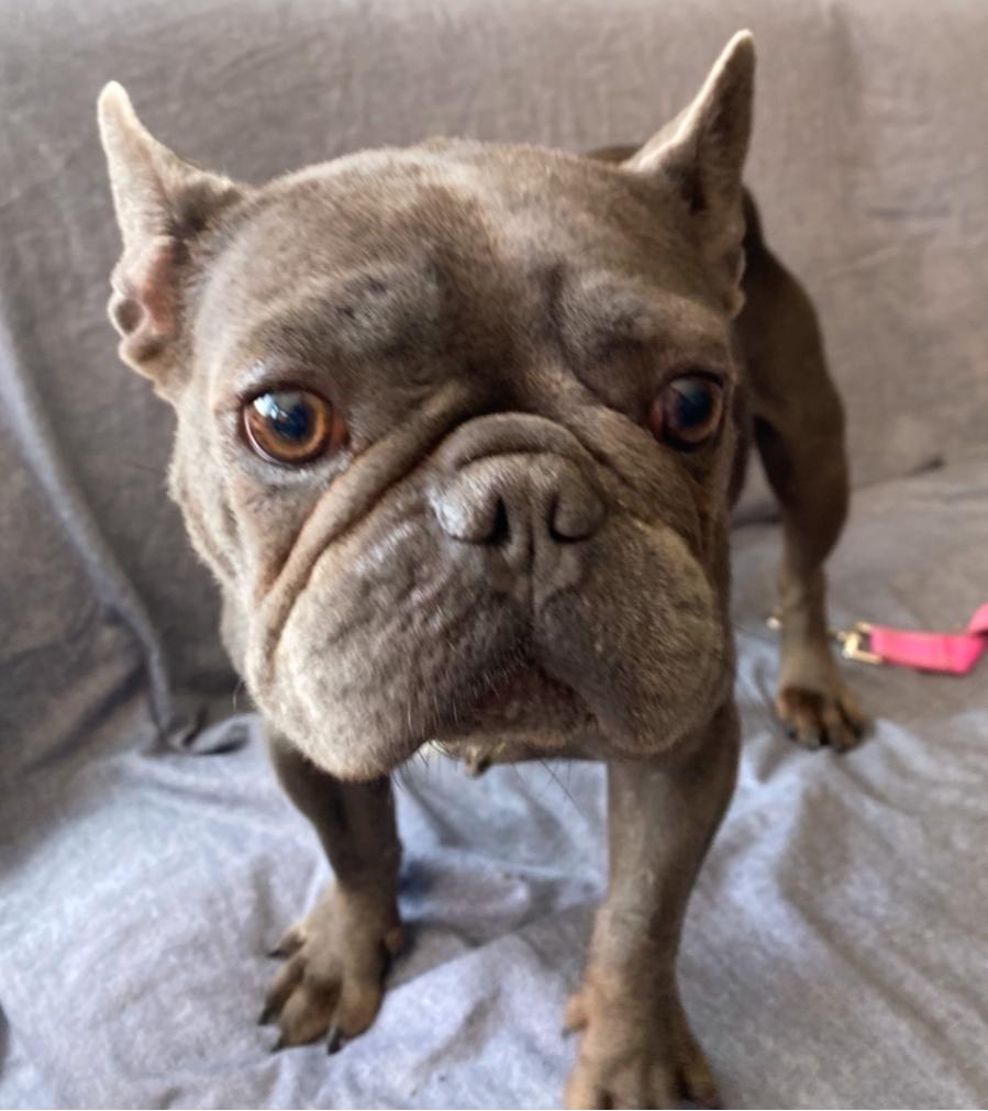 Hopi, adopted, Adult Female French Bulldog.