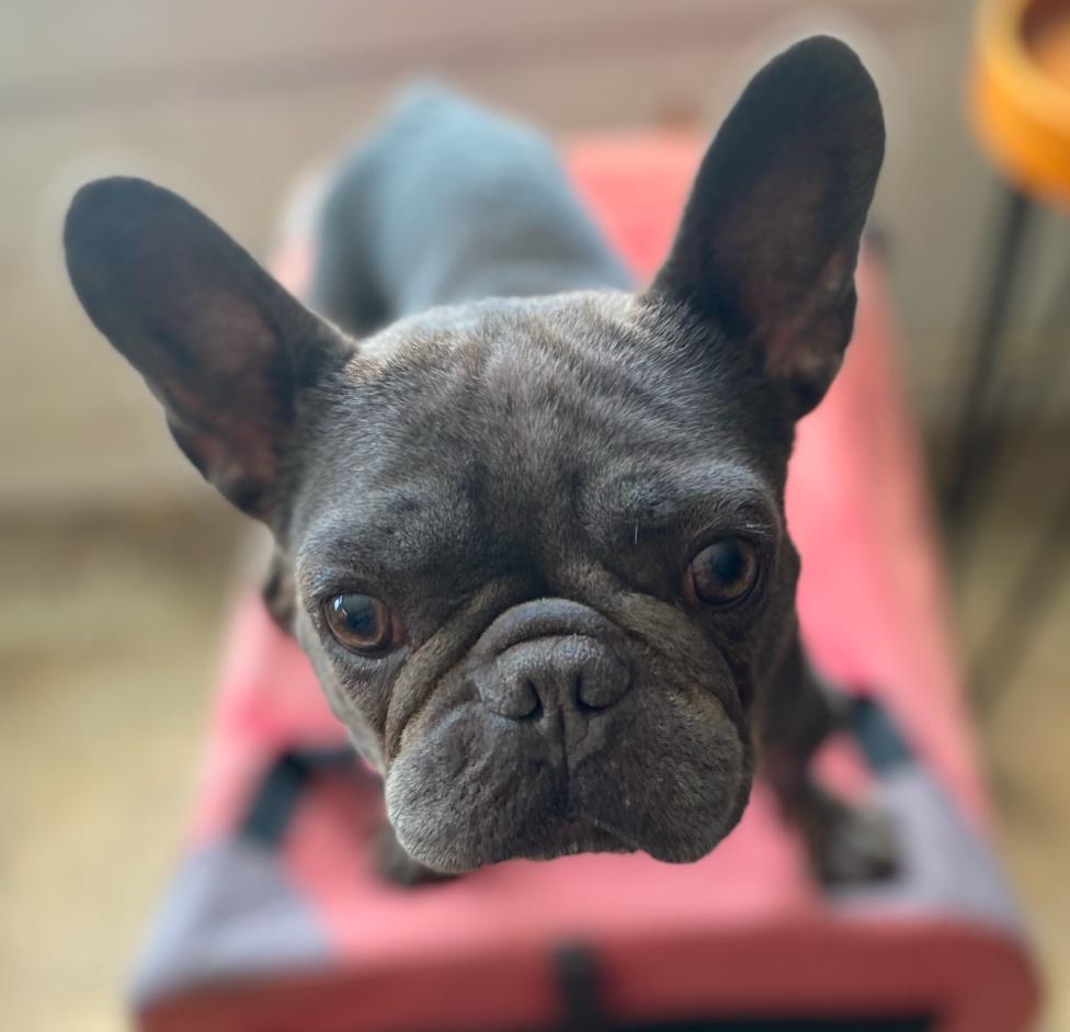 Hopi, an adopted French Bulldog in Century City, CA image 2/2