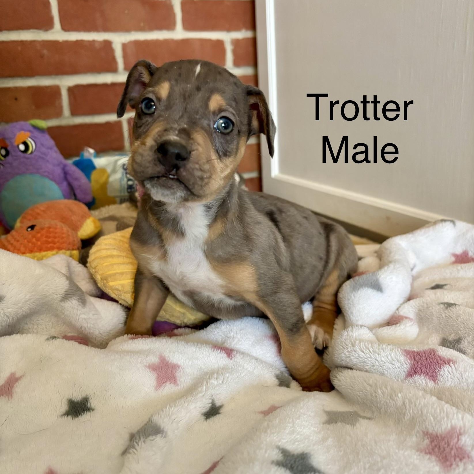 Trotter thumbnail 4