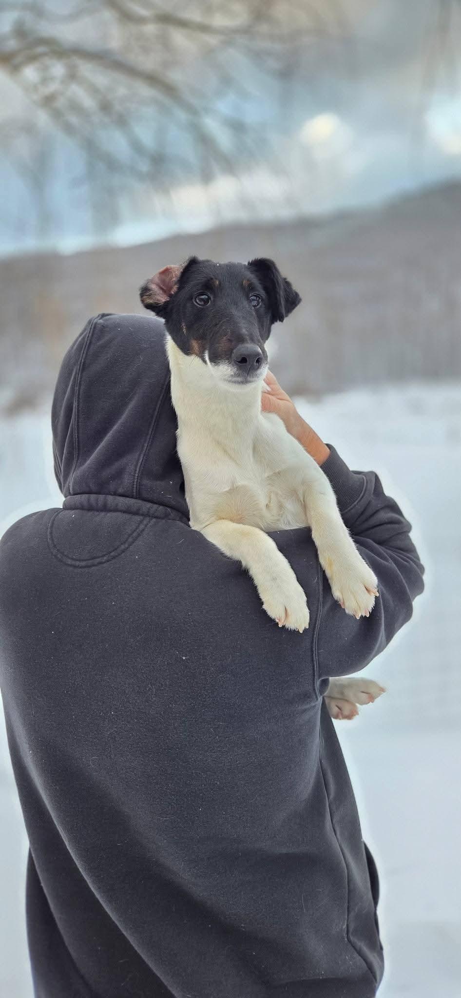 Moxie Noir, ADOPTABLE, Young Female Smooth Fox Terrier.