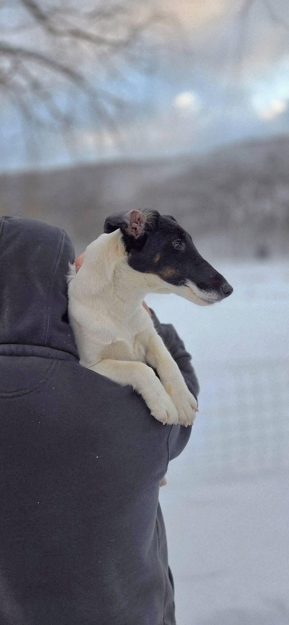 Moxie Noir, a ADOPTABLE Smooth Fox Terrier in Salamanca, NY image 2/2