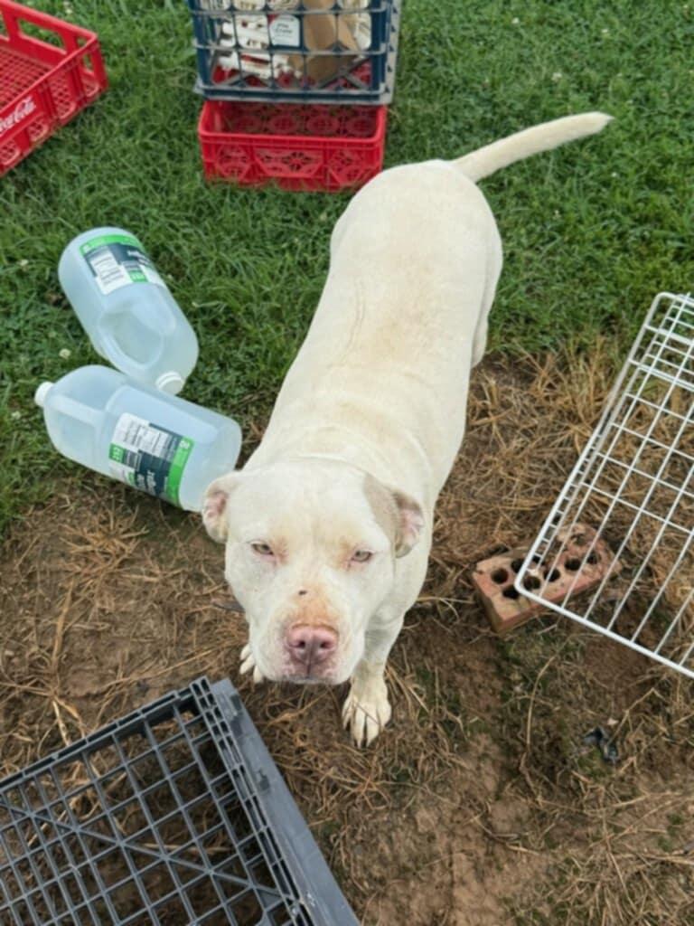 Enlarge Molly (Courtesy Post), a ADOPTABLE Pit Bull Terrier in Talbott, TN image 1/1