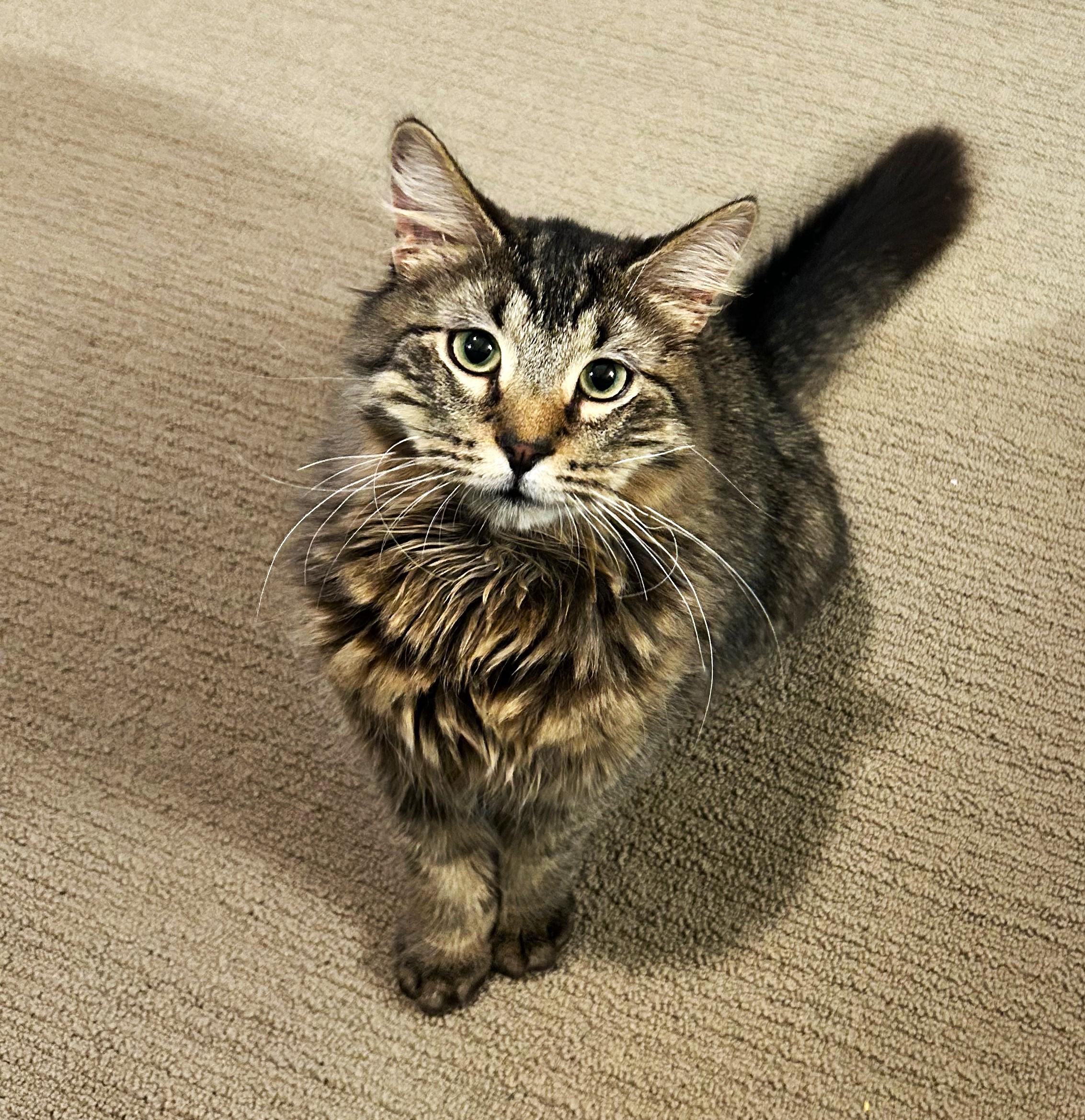 Enlarge MATTY & BB ***BONDED PAIR***, a Adopted mixed breed in Austin, TX image 4/6