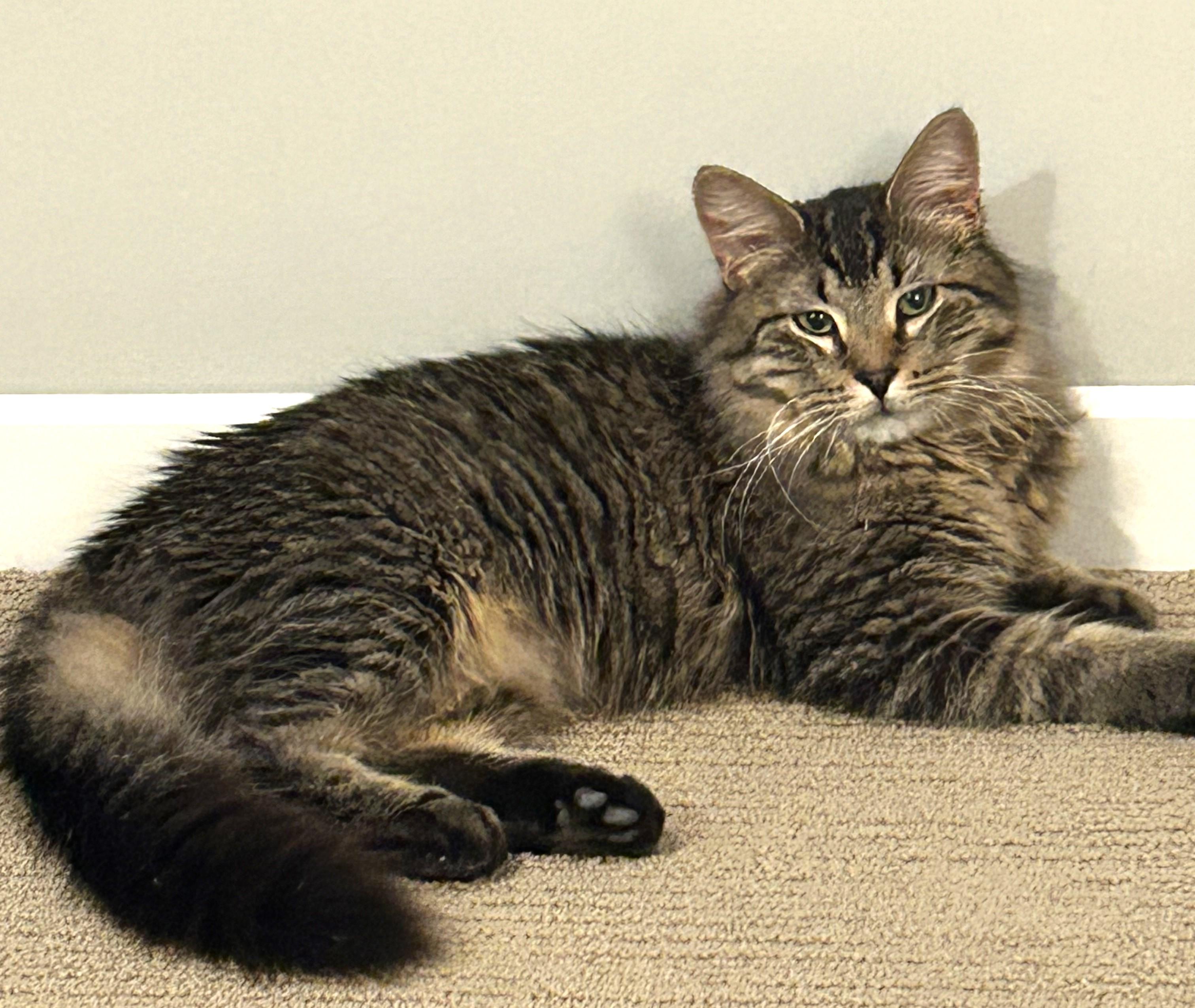 Enlarge MATTY & BB ***BONDED PAIR***, a Adopted mixed breed in Austin, TX image 5/6