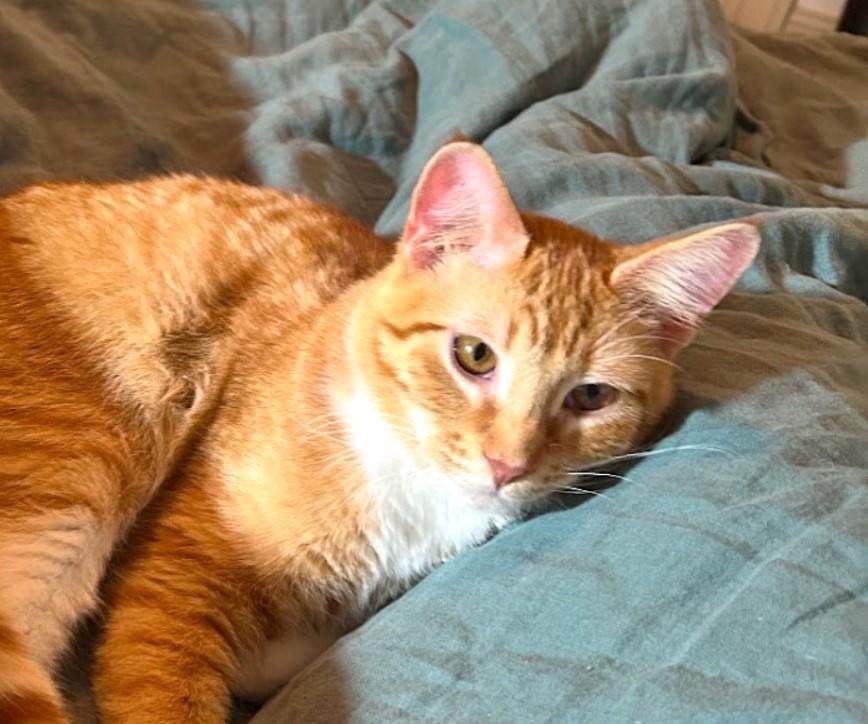 Enlarge MATTY & BB ***BONDED PAIR***, a Adopted mixed breed in Austin, TX image 3/6