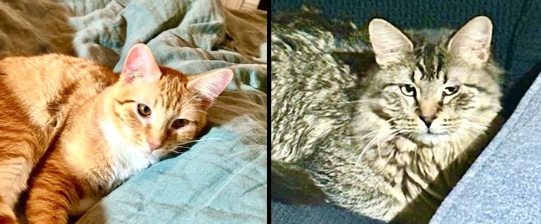 MATTY & BB ***BONDED PAIR***, Adopted, Young Male Siberian.