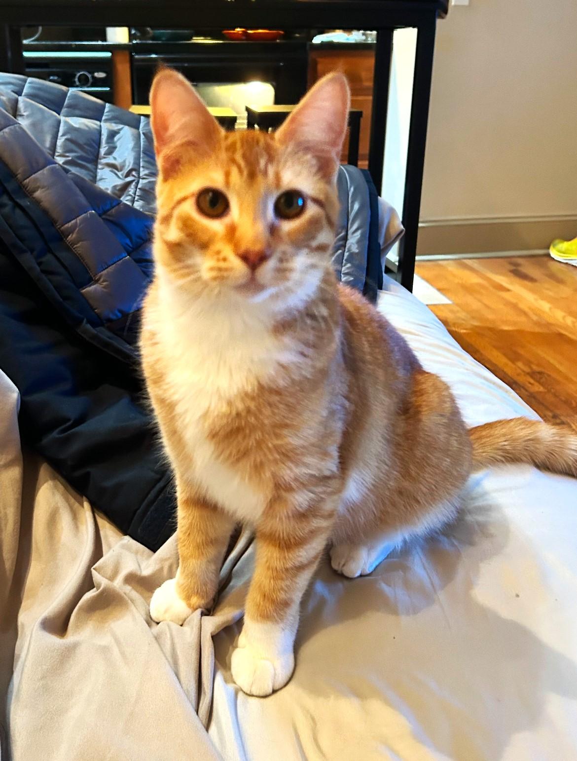 Enlarge MATTY & BB ***BONDED PAIR***, a Adopted mixed breed in Austin, TX image 2/6